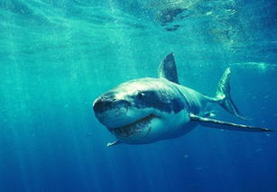 鲨鱼是海里最凶猛的生物,有点类似于鲸鱼的形状,但实际上是两种(海里除了鲨鱼还有什么凶猛的鱼类)