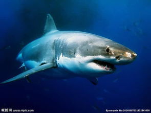 太震撼 科学研究称人类是从几亿年前鲨鱼进化而来 