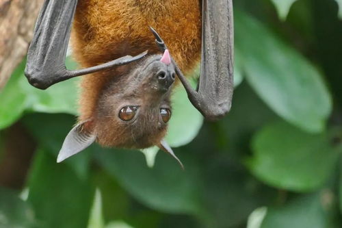 为什么蝙蝠身藏那么多致命病毒,还能活得好好的