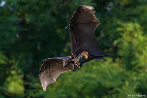 凌晨家中飞进一只蝙蝠,7旬大妈将其装入塑料袋后竟窒息而死