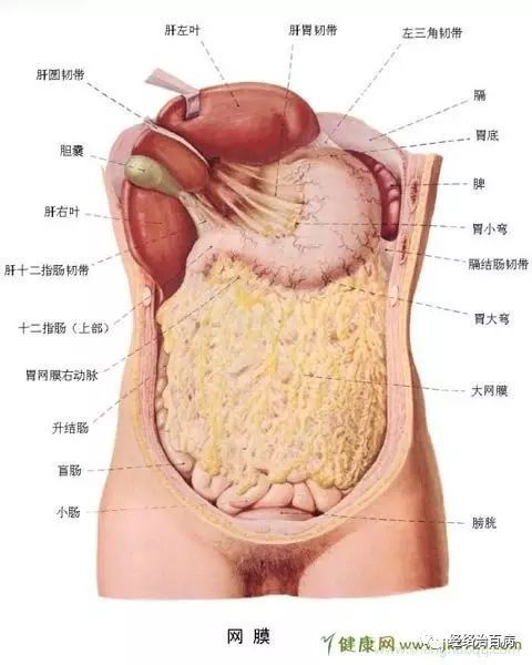 人体内脏器官结构分布图详解