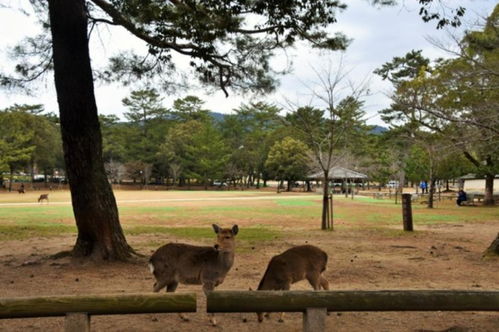 受疫情影响,日本接待中国游客数量大幅下滑 奈良的鹿都没人喂了