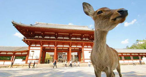 疫情下的日本旅游业 我们意识到我们太依赖中国顾客了