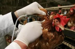 紧急提醒 福建省确诊首例人感染H5N6流感病例 致死率更高 专家提醒 远离活禽 