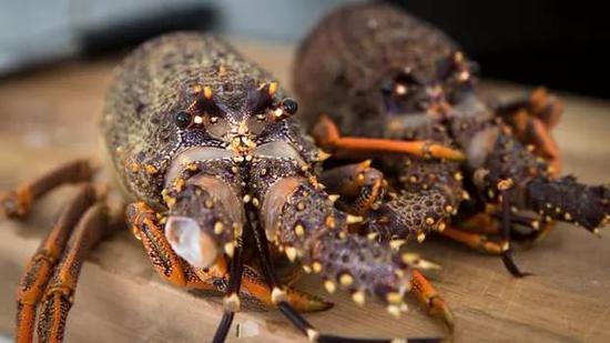 因疫情致出口中国受阻 新西兰被迫放生100吨活龙虾