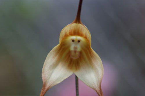 罕见兰花 猴面小龙兰 长于海拔2000米的森林 组图