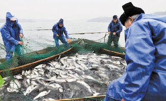 绍兴起网捕捞8万斤生态鱼