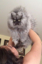 猫因长相像邪恶的暴君而走红 这只波斯猫名为Colonel Meow