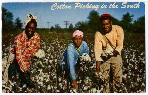 《美国历史》官网关于黑人从事棉花采摘的记载 激起群嘲(读《美国历史》有感)