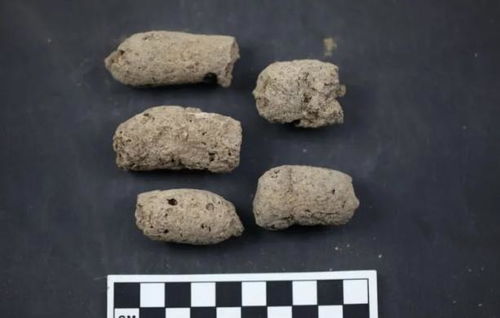 一坨7000年前的粪便：为什么考古学家要研究数千年前的粪便?
