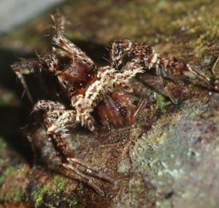 九大蜘蛛聪明捕猎策略 钓鱼蛛享用蝌蚪大餐 