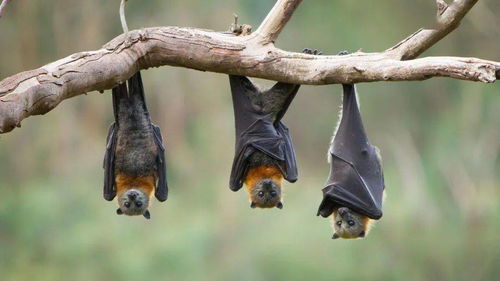 不同种类蝙蝠都有自己独特的冠状病毒株 共同进化数百万年