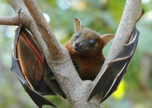 蝙蝠携带超500种冠状病毒,为何自己不生病 它每天都在 发烧