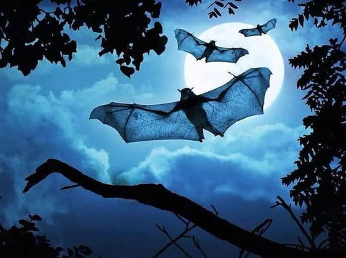 新冠病毒已足够难对付了,美科学家发现蝙蝠还有多种未知冠状病毒