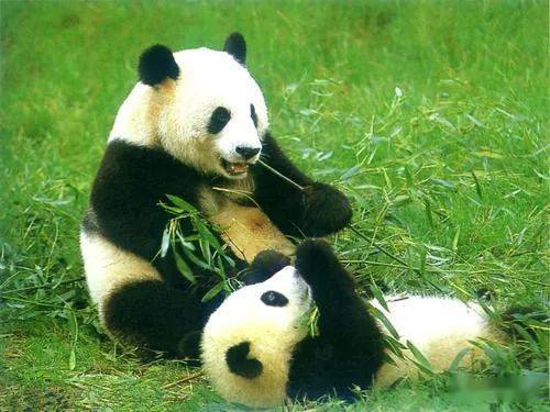 11种比大熊猫还珍贵的动物 比熊猫还更稀有的动物有哪些？(小种大熊猫)