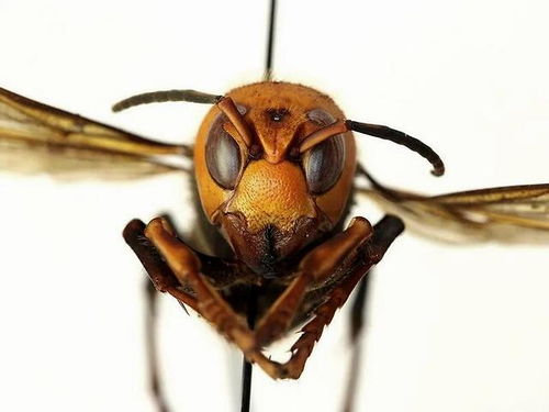 美国首次发现“杀手大黄蜂”（murder hornets）大虎头蜂(美国首次发现杀手大黄蜂图片)