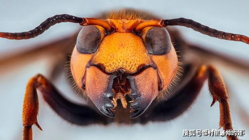 入侵的 杀手大黄蜂 正式回到了美国,被蜇到可以毒死成年人