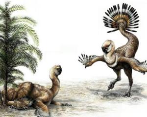 掘奔龙（Oryctodromeus）、窃蛋龙（Oviraptor）恐龙化石(掘奔龙图片)