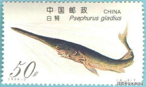 中国淡水鱼之王 长江白鲟宣告灭绝,白鲟 邮票证明我来过