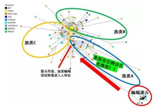 新冠病毒到底来自哪里 多国研究均指出并非中国传入