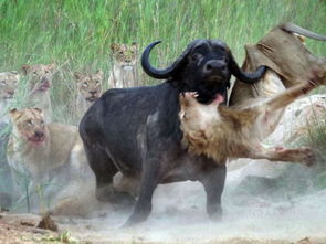 动物猎食失败集锦：母狮子试图教小狮子如何捕食水牛时翻车了