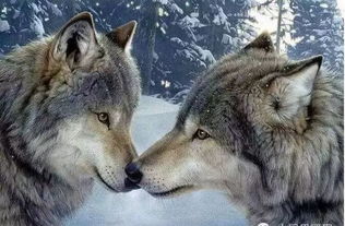 人和狼的感人真实故事 狼真实民间故事(人和动物真实的感人的事)