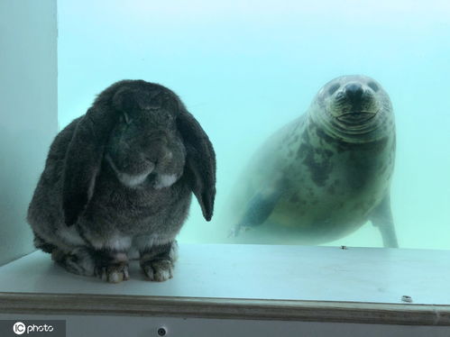 动物跨越物种友情！英国海豹与兔子友谊深厚隔着玻璃热情交流(不同物种动物间的奇妙友情)