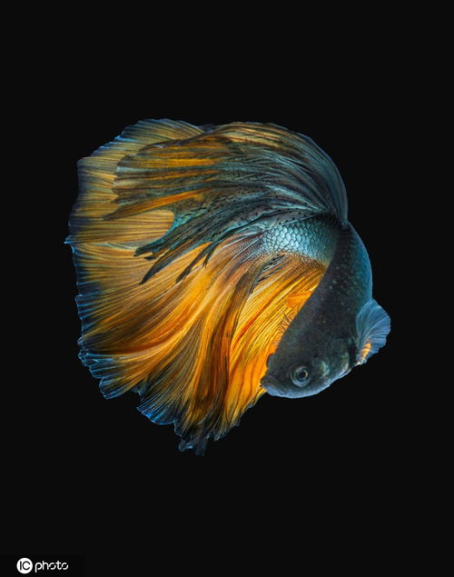 暹罗斗鱼美丽特写图片:天生的颜料盘 水中的彩墨云