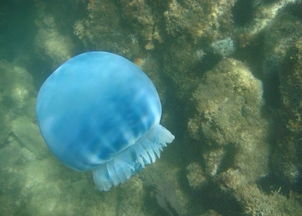 末日盘点系列之2012十大海洋生物新发现
