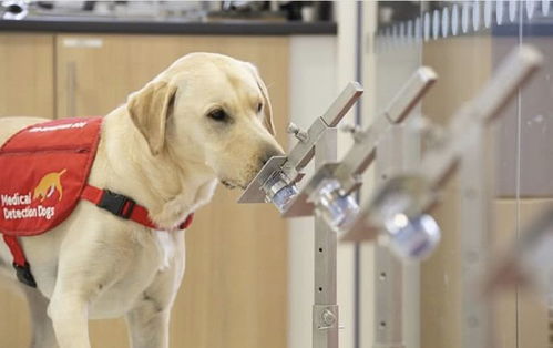 英国科学家开始训练狗狗嗅探新冠病毒 狗鼻子有望挽救更多生命