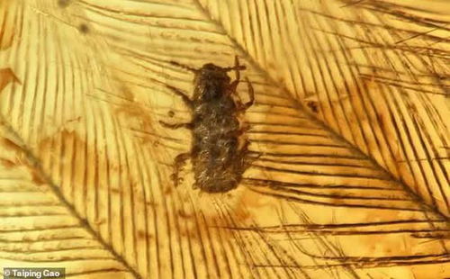 科学家在琥珀中发现远古昆虫新物种虱子正在咀嚼恐龙的羽毛(这块琥珀的科学家)