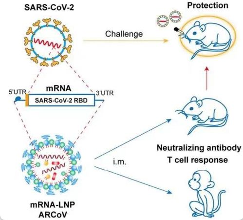 科学家们希望通过八种方式实现对SARS-CoV-2的免疫(科学家希望全面揭示)