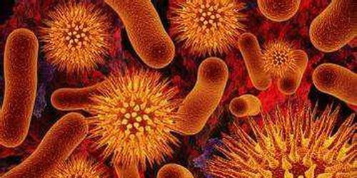 肥胖症患者中：关于肠道菌群结构——拟杆菌2型（Bact2）(肥胖症患者小说)