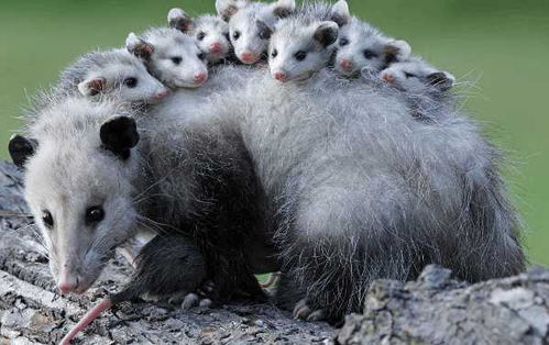 最会搭便车的动物,负鼠妈妈背着十几只宝宝,抓紧了可别掉下来