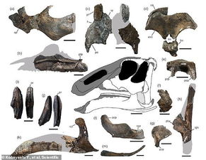 日本神龙：一具7200万年前的恐龙骨架化石 鸭嘴龙科下的新物种(日本神龙株式会社)