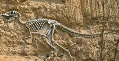 墨西哥研究人员发现新品种恐龙化石