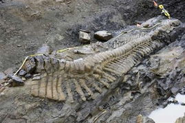 墨西哥首次出土完整的鸭嘴龙尾骨化石 