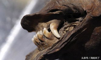 科考队发现一万多年前木乃伊狗,称让它 复活 找古人类的痕迹 