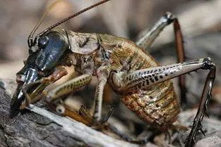 世界上最可怕的十种虫子：维塔虫、埃及伊蚊、接吻虫、子弹蚁(世界上最可怕的十二星座)