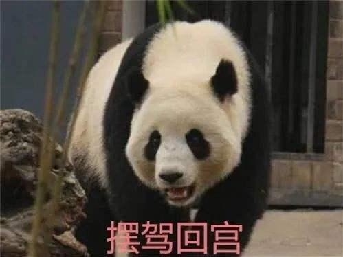 米娜来了 旅加大熊猫吃不到鲜竹将提前归国