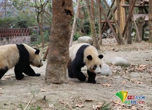成都大熊猫繁育研究基地回应 虐待国宝 我们比爱自己的孩子更爱它们