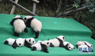 成都 今年新生大熊猫宝宝集体亮相