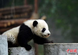 成都大熊猫幼仔开始群体生活 姚明成熊猫使者 
