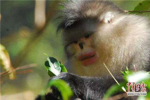 历时两年调查显示 滇金丝猴现有23个种群3845只
