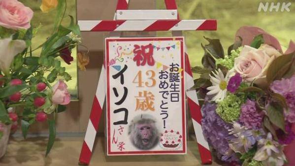 日本42岁猕猴勤子被吉尼斯认定为世界最老人工猕猴