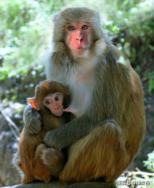 世界上最高龄的猕猴,被吉尼斯认定为最长寿的人工饲育猕猴