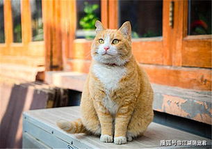 橘猫被迫营业,只因石狮 生病 请假,网友 滥竽充数不可取