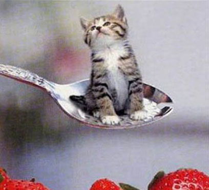 住汤勺里的世界最小的猫 