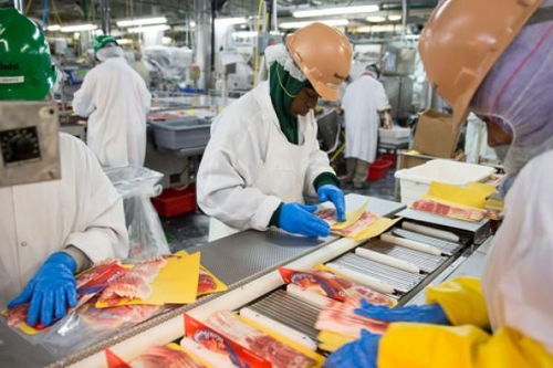 美国猪肉加工厂超800人感染 英媒揭秘内部故事(美国最大猪肉加工厂出现集中感染)