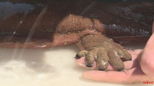 罕见 长江发现9斤重野生 娃娃鱼 ,长约90厘米